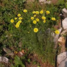 Image result for Färberkamille