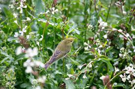 Image result for Phylloscopus orientalis