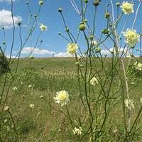 Attēlu rezultāti vaicājumam “Melanospora lagenaria”