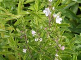 Image result for Bohnenkraut