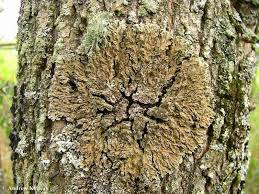 Attēlu rezultāti vaicājumam “Physconia detersa”