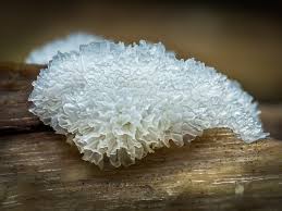 Attēlu rezultāti vaicājumam “Comatricha fragilis macro”