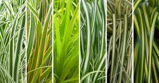 Attēlu rezultāti vaicājumam “Carex loliacea leaf”