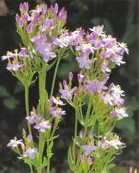 Image result for Centaurium erythraea