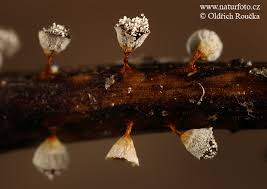 Attēlu rezultāti vaicājumam “Craterium leucocephalum spores”