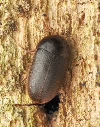 Attēlu rezultāti vaicājumam “Tetratomidae”