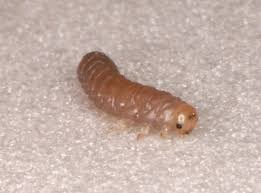 Attēlu rezultāti vaicājumam “Euura pedunculi”