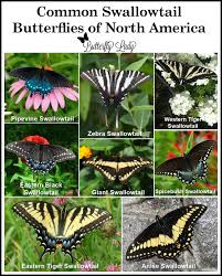 Attēlu rezultāti vaicājumam “Papilionidae”