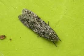 Attēlu rezultāti vaicājumam “Carpatolechia alburnella”