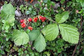 Attēlu rezultāti vaicājumam “Rubus saxatilis fruit”