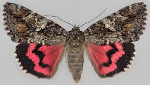 Attēlu rezultāti vaicājumam “Catocala sponsa”