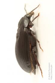 Attēlu rezultāti vaicājumam “Prionychus ater”