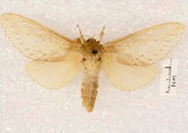 Attēlu rezultāti vaicājumam “Hepialidae”