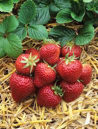 Attēlu rezultāti vaicājumam “Fragaria x ananassa fruit”