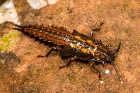 Attēlu rezultāti vaicājumam “Plecoptera”