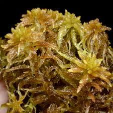 Attēlu rezultāti vaicājumam “Sphagnum cuspidatum”