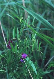 Attēlu rezultāti vaicājumam “Lathyrus palustris”