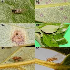 Attēlu rezultāti vaicājumam “Trioza dispar”