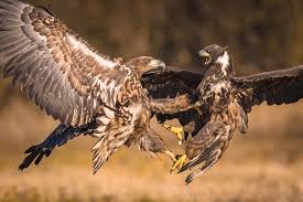 Image result for Haliaeetus albicilla