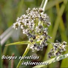 Attēlu rezultāti vaicājumam “Scirpus sylvaticus fruit”