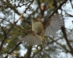 Attēlu rezultāti vaicājumam “Phylloscopus trochiloides adult”