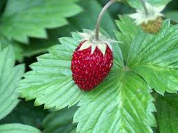 Image result for Fragaria vesca