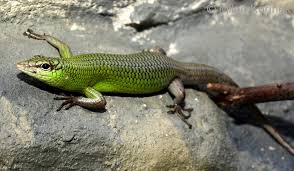 Risultati immagini per dasia smaragdina