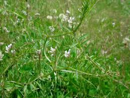 Attēlu rezultāti vaicājumam “Vicia hirsuta fruit”