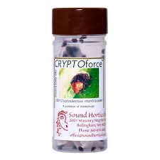 Image result for Cryptolaemus