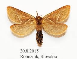 Attēlu rezultāti vaicājumam “Hepialus sylvina”