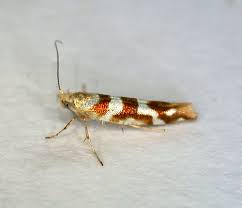 Attēlu rezultāti vaicājumam “Argyresthia goedartella”