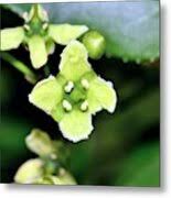 Attēlu rezultāti vaicājumam “Euonymus europaeus flower”