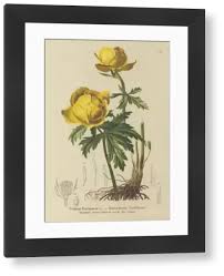 Attēlu rezultāti vaicājumam “Trollius europaeus”