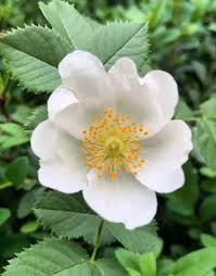 Attēlu rezultāti vaicājumam “xComagaria rosea”