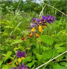 Attēlu rezultāti vaicājumam “Melampyrum nemorosum leaf”