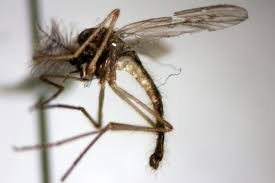 Attēlu rezultāti vaicājumam “Nematocera”