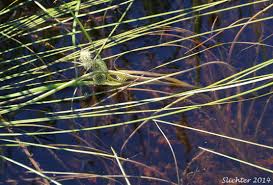 Attēlu rezultāti vaicājumam “Sparganium erectum aggr. leaf”