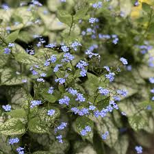 Image result for Brunnera `Jack Frost`