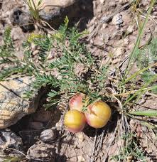 Attēlu rezultāti vaicājumam “Astragalus danicus fruit”
