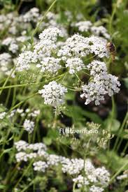 Attēlu rezultāti vaicājumam “Pimpinella saxifraga flower”