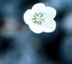 Attēlu rezultāti vaicājumam “Sagina nodosa flower”