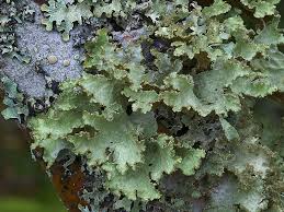 Attēlu rezultāti vaicājumam “Platismatia glauca”