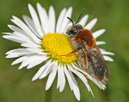 Attēlu rezultāti vaicājumam “Andrena haemorrhoa female”