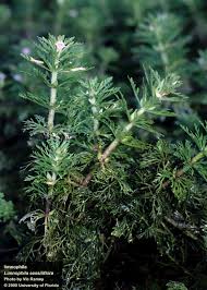 Image result for Alonsoa liniflora