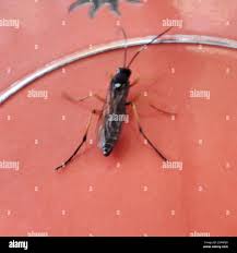 Attēlu rezultāti vaicājumam “Diphyus latebricola”