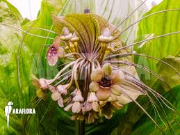 Image result for Tacca chantrieri