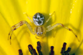 Attēlu rezultāti vaicājumam “Thomisidae”