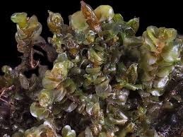 Attēlu rezultāti vaicājumam “Jungermannia hyalina cells”