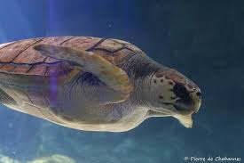Image result for Caretta caretta