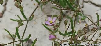 Attēlu rezultāti vaicājumam “Spergularia marina bud”